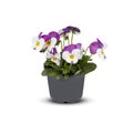 Pansies Viola Bouquet Flower Indoor plants in pots cut out isolated white background with clipping path Royalty Free Stock Photo