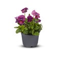 Pansies Viola Bouquet Flower Indoor plants in pots cut out isolated white background with clipping path Royalty Free Stock Photo