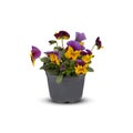 Pansies Viola Bouquet Flower Indoor plants in pots cut out isolated white background with clipping path Royalty Free Stock Photo