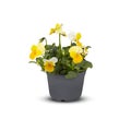 Pansies Viola Bouquet Flower Indoor plants in pots cut out isolated white background with clipping path Royalty Free Stock Photo