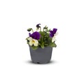 Pansies Viola Bouquet Flower Indoor plants in pots cut out isolated white background with clipping path Royalty Free Stock Photo