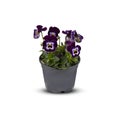 Pansies Viola Bouquet Flower Indoor plants in pots cut out isolated white background with clipping path Royalty Free Stock Photo