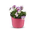 Pansies Viola Bouquet Flower Indoor plants in pots cut out isolated white background with clipping path Royalty Free Stock Photo