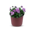 Pansies Viola Bouquet Flower Indoor plants in pots cut out isolated white background with clipping path Royalty Free Stock Photo