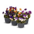 Pansies Viola Bouquet Flower Indoor plants in pots cut out isolated white background with clipping path Royalty Free Stock Photo