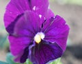 Pansies, viola folio Royalty Free Stock Photo