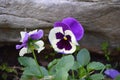 Pansies: Viola  in purple and white with rock as background Royalty Free Stock Photo