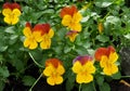 Pansies Or Viola Tricolor In Bloom Royalty Free Stock Photo