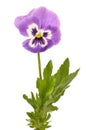 Pansies Viola tricolor flower Royalty Free Stock Photo