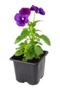 Pansies viola tricolor flower in plastic pot, isolated.