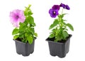 Pansies viola tricolor and Petunia flowers in plastic pots, isolated