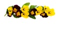 Pansies Viola tricolor var. hortensis on a white background with space for text Royalty Free Stock Photo