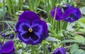 Pansies, Viola tricolor or Vittrok`s violet on the background of green leaves Royalty Free Stock Photo