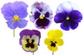 Pansies Violets flowers Royalty Free Stock Photo