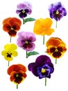 Pansies Violets flowers Royalty Free Stock Photo