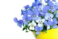 Pansies Violets flowers Royalty Free Stock Photo