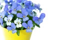 Pansies Violets flowers Royalty Free Stock Photo