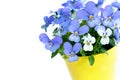 Pansies Violets flowers Royalty Free Stock Photo