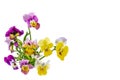 Pansies Violets flowers it is isolated on a white background:Field pansies Viola arvensis is species of violet Royalty Free Stock Photo