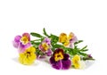 Pansies Violets flowers it is isolated on a white background:Field pansies Viola arvensis is species of violet Royalty Free Stock Photo