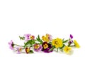 Pansies Violets flowers it is isolated on a white background:Field pansies Viola arvensis is species of violet Royalty Free Stock Photo