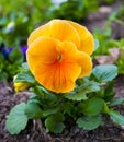 Pansies. Violets flowers. Royalty Free Stock Photo