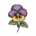 Realistic Vintage Pansy Illustration With Distinctive Character Design