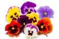 Pansies on white