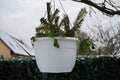 Pansies white with purple in pots in February in the garden. Beautiful vegetation in winter. Berlin, Germany