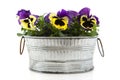 Pansies in zinc bucket