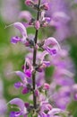 Panstemon Flower