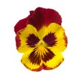 Pansy