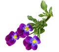 Pansy Royalty Free Stock Photo