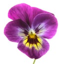 Pansy