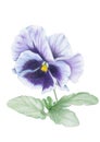 Pansy