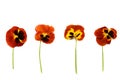 Pansy Royalty Free Stock Photo