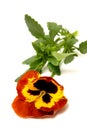 Pansy Royalty Free Stock Photo