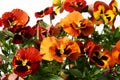 Pansy Royalty Free Stock Photo