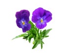 Pansy Royalty Free Stock Photo