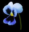 Pansy blue flower on black isolated background with clipping path. Closeup no shadows. Royalty Free Stock Photo