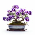 Pansy Bonsai: Traditional Japanese Tree With Post-processed Symmetrical Arrangement