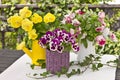 Pansy bouquets in three colors