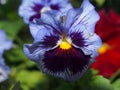 Pansy. The colorful petals of the flower buds. Garden flowers