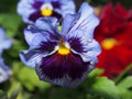 Pansy. The colorful petals of the flower buds. Garden flowers