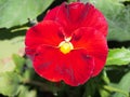 Pansy. The colorful petals of the flower buds. Garden flowers