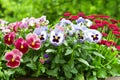 Pansy and daisy flowers