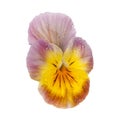 Pansy with dew drops isolated Royalty Free Stock Photo