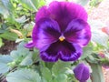 Pansy Face the Beauty of our Garden