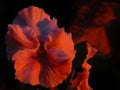 Pansy Face Blushing Bright Red Reflecting Sunset