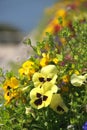 Pansy field Royalty Free Stock Photo